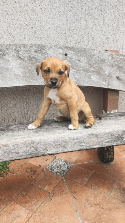 karuna-um-nome-cheio-de-significado-uma-historia-esperando-um-final-feliz-adocao-doacao-cachorro-gato-2