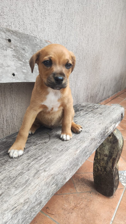 karuna-um-nome-cheio-de-significado-uma-historia-esperando-um-final-feliz-adocao-doacao-cachorro-gato-3