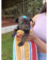 nilsinho-small-0