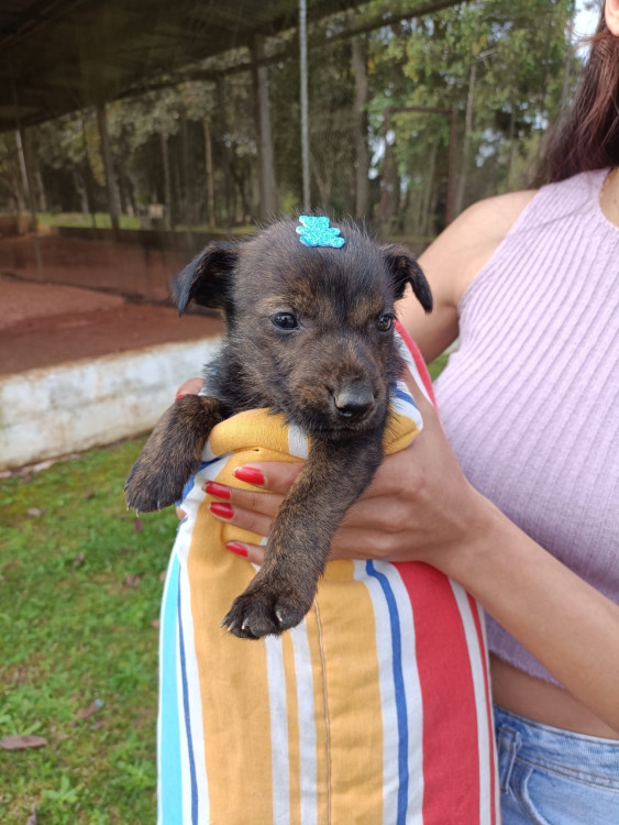 nilsinho-adocao-doacao-cachorro-gato-0