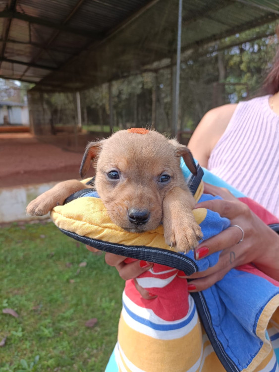 rapunzel-adocao-doacao-cachorro-gato-0