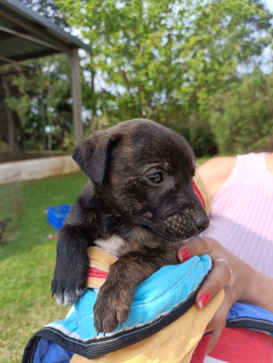 buda-adocao-doacao-cachorro-gato-0