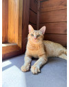 adote-o-gatinho-ravioli-small-0