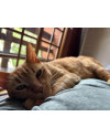adote-o-gatinho-ravioli-small-1