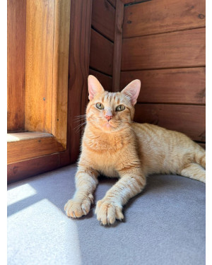 Adote o gatinho Ravióli