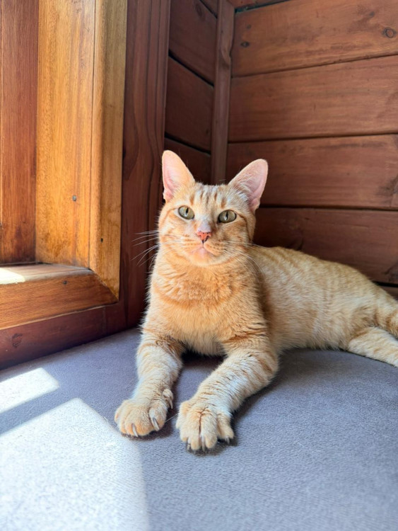 adote-o-gatinho-ravioli-adocao-doacao-cachorro-gato-0