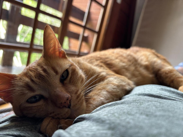 adote-o-gatinho-ravioli-adocao-doacao-cachorro-gato-1