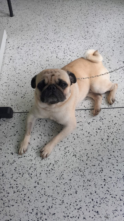 billy-adocao-doacao-cachorro-gato-0