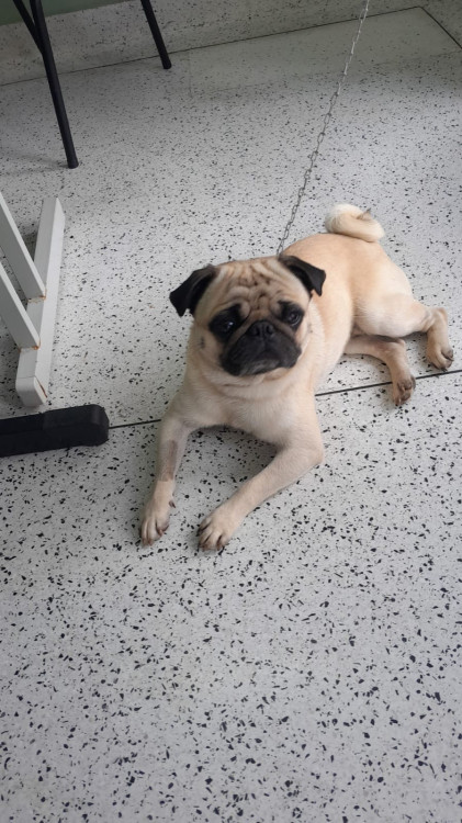 billy-adocao-doacao-cachorro-gato-2