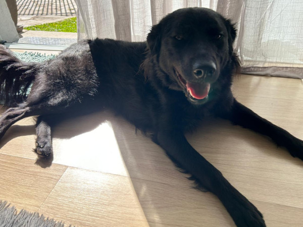 cadela-cacau-para-doacao-adocao-doacao-cachorro-gato-0