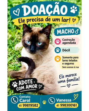 Siamês macho