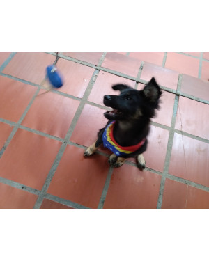 Cãozinho pra Adoção