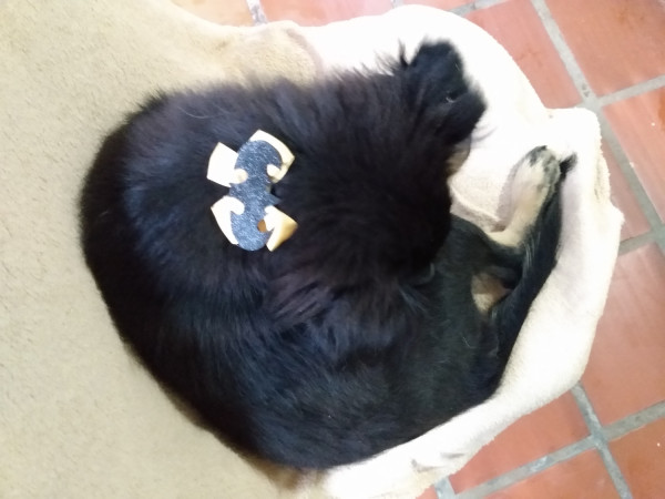 caozinho-pra-adocao-adocao-doacao-cachorro-gato-1