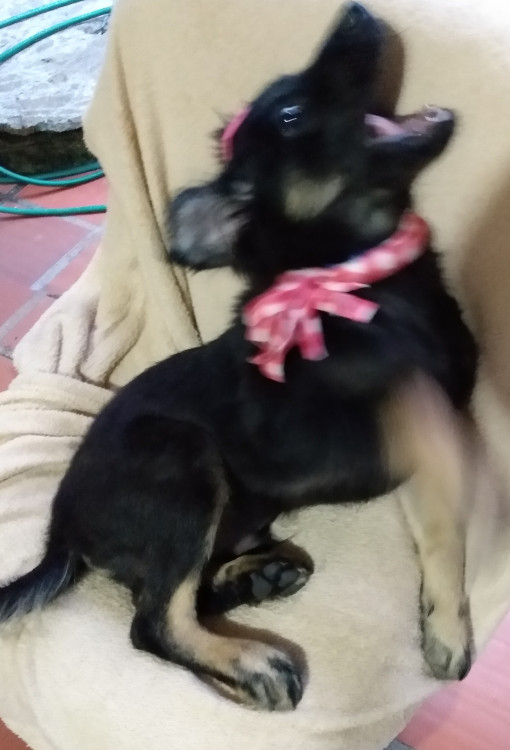 caozinho-pra-adocao-adocao-doacao-cachorro-gato-3