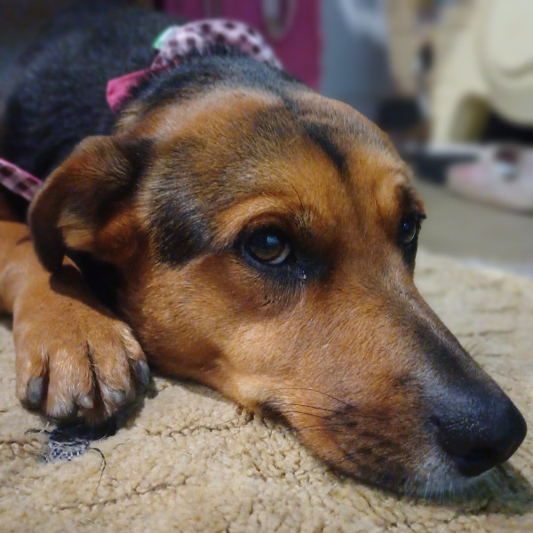 fiona-companheira-adocao-doacao-cachorro-gato-2