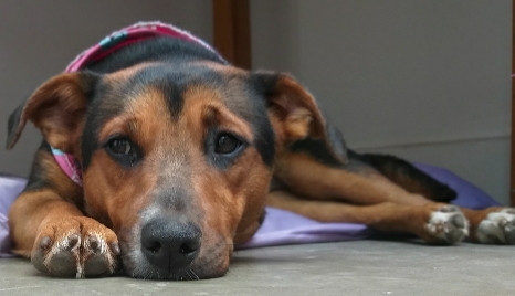 fiona-companheira-adocao-doacao-cachorro-gato-1