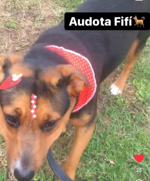 fiona-companheira-adocao-doacao-cachorro-gato-3