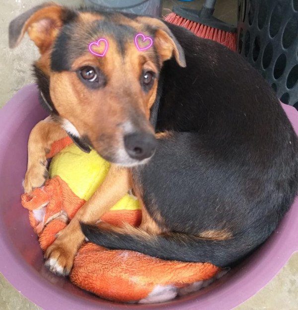 fiona-companheira-adocao-doacao-cachorro-gato-0