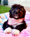 lola-para-adocao-small-1