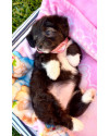 lola-para-adocao-small-3
