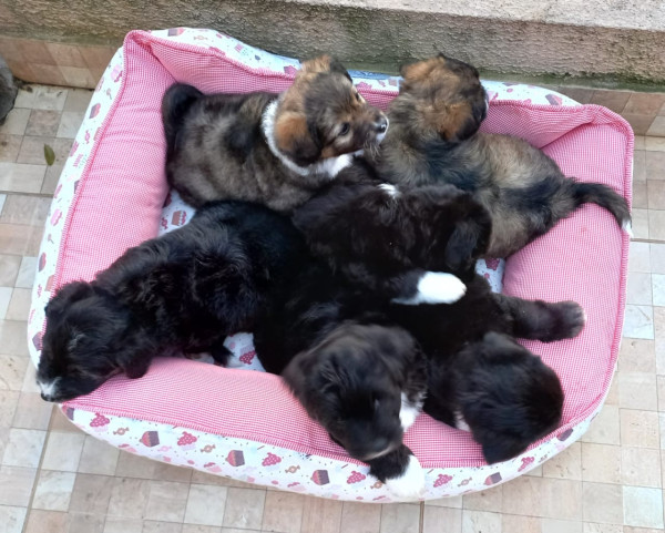 lola-para-adocao-adocao-doacao-cachorro-gato-4