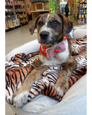 CECÍLIA PARA ADOÇÃO