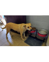 frida-para-adocao-small-3