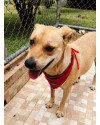 frida-para-adocao-small-1