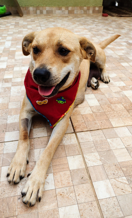 frida-para-adocao-adocao-doacao-cachorro-gato-2