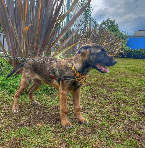 luigi-para-adocao-adocao-doacao-cachorro-gato-1