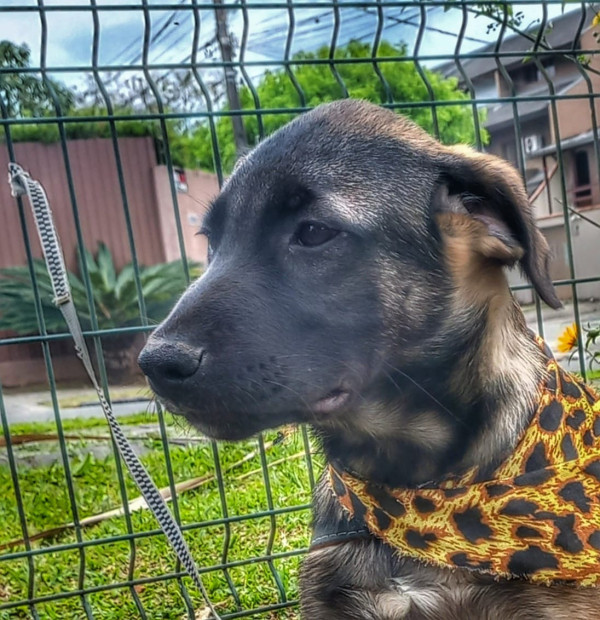 luigi-para-adocao-adocao-doacao-cachorro-gato-4