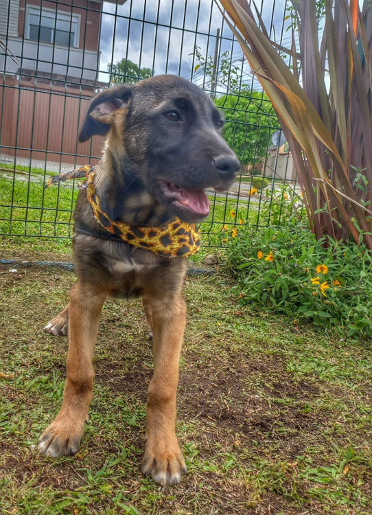 luigi-para-adocao-adocao-doacao-cachorro-gato-3