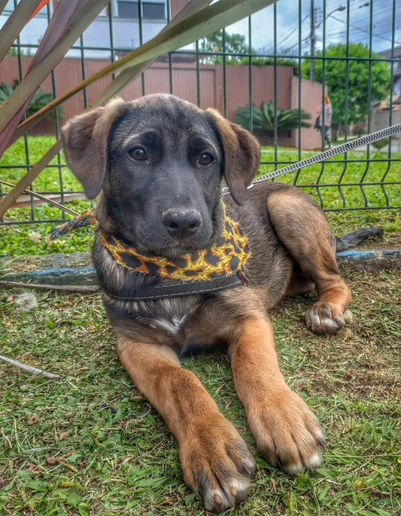 luigi-para-adocao-adocao-doacao-cachorro-gato-2