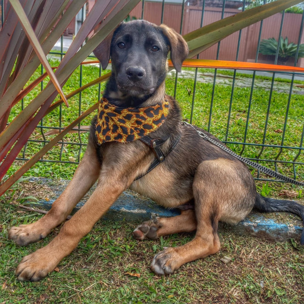 luigi-para-adocao-adocao-doacao-cachorro-gato-0