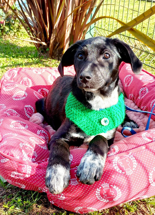 martinha-para-adocao-adocao-doacao-cachorro-gato-1