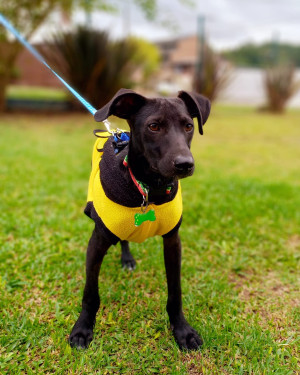 Joãozinho para adoção