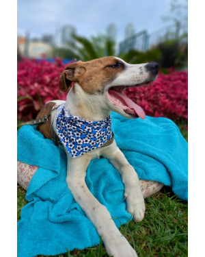 Pedrinho para adoção