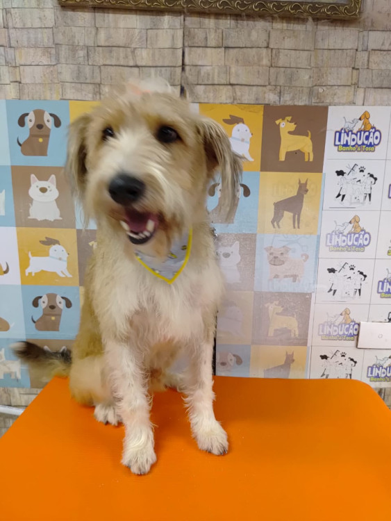 aumigao-adocao-doacao-cachorro-gato-3