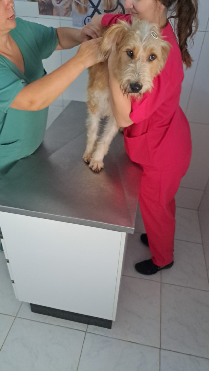 aumigao-adocao-doacao-cachorro-gato-2