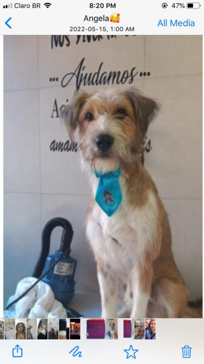 aumigao-adocao-doacao-cachorro-gato-0