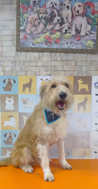 aumigao-adocao-doacao-cachorro-gato-4