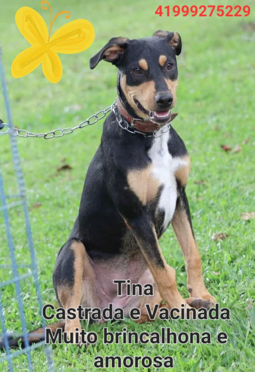 tina-alegria-pura-adocao-doacao-cachorro-gato-1