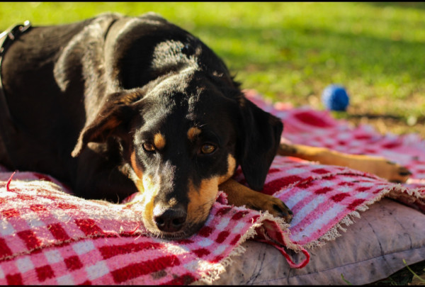 lucia-helena-adocao-doacao-cachorro-gato-1