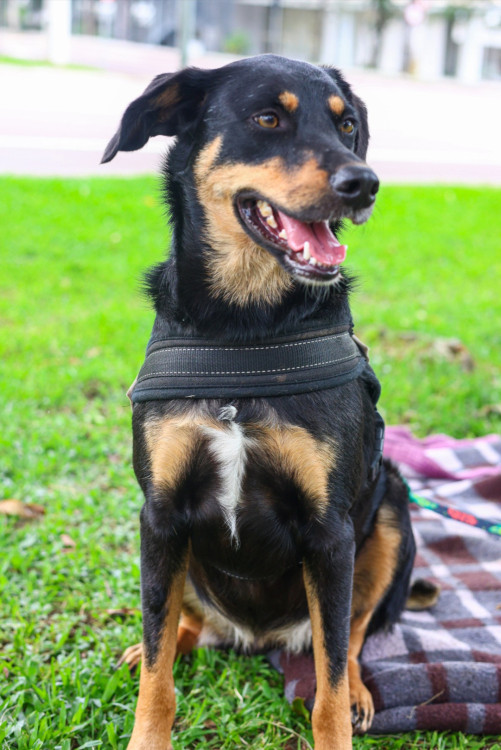 lucia-helena-adocao-doacao-cachorro-gato-3