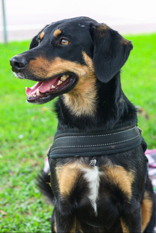 lucia-helena-adocao-doacao-cachorro-gato-2