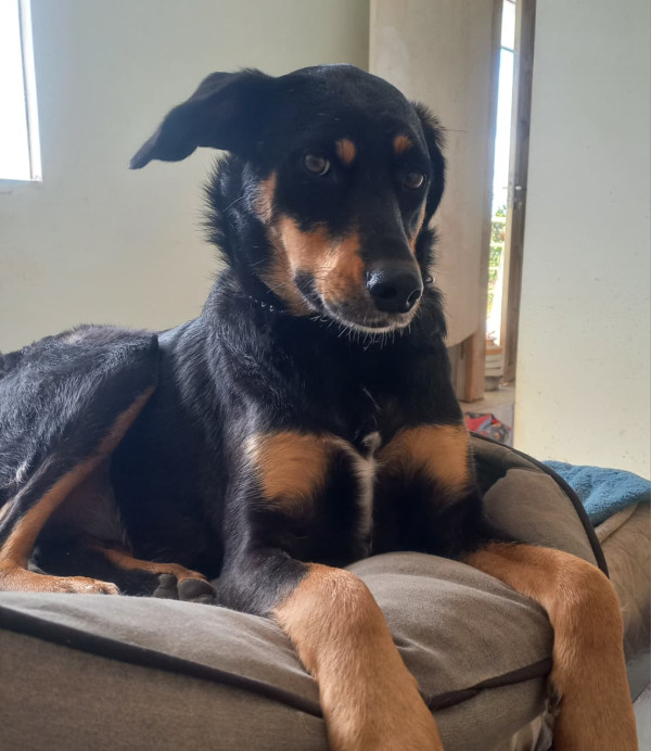 lucia-helena-adocao-doacao-cachorro-gato-4