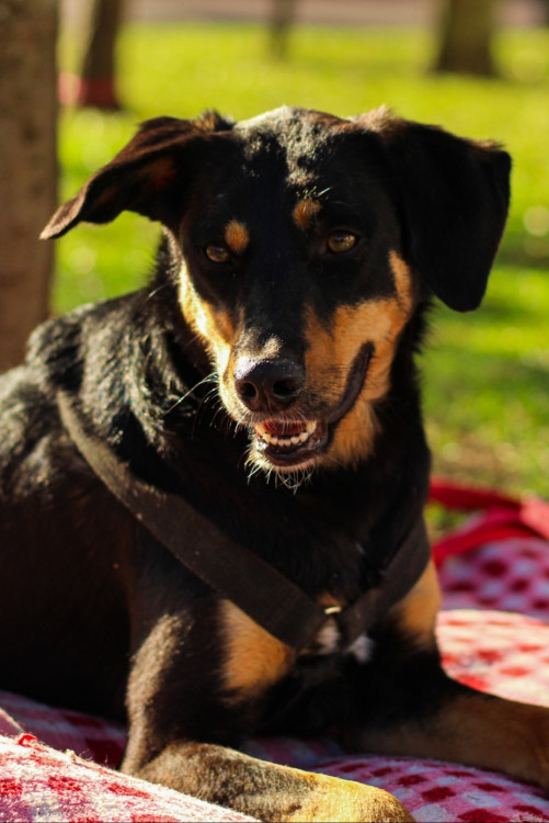 lucia-helena-adocao-doacao-cachorro-gato-0