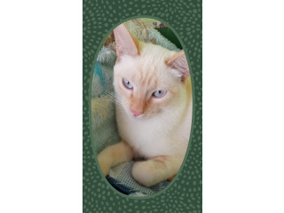 Alvin, lindo gatinho de olhos azuis!