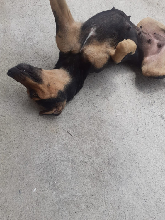 um-lar-para-princesa-adocao-doacao-cachorro-gato-2