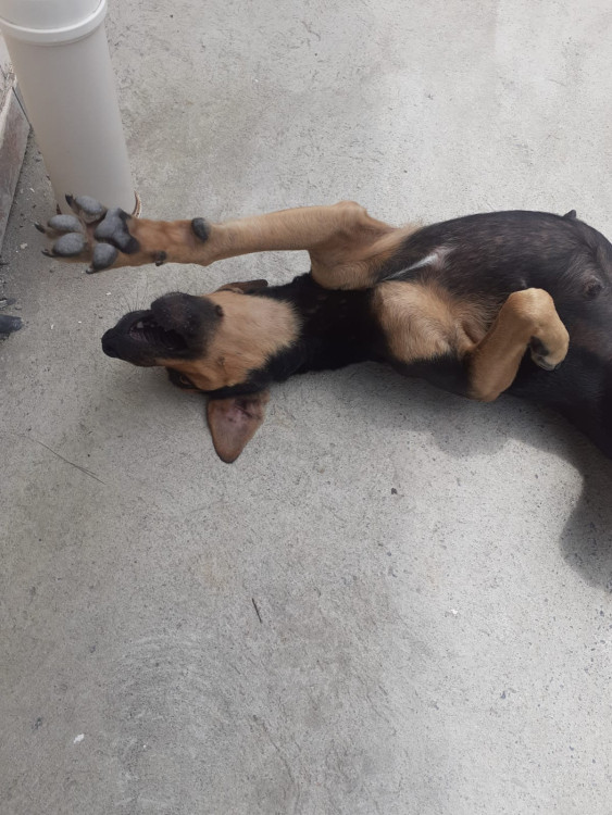 um-lar-para-princesa-adocao-doacao-cachorro-gato-3